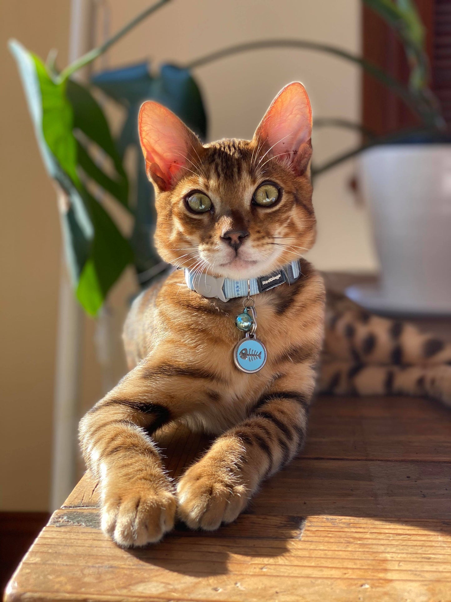 Mouse Hot Pink -Cat Tags Stainless Steel Enamel