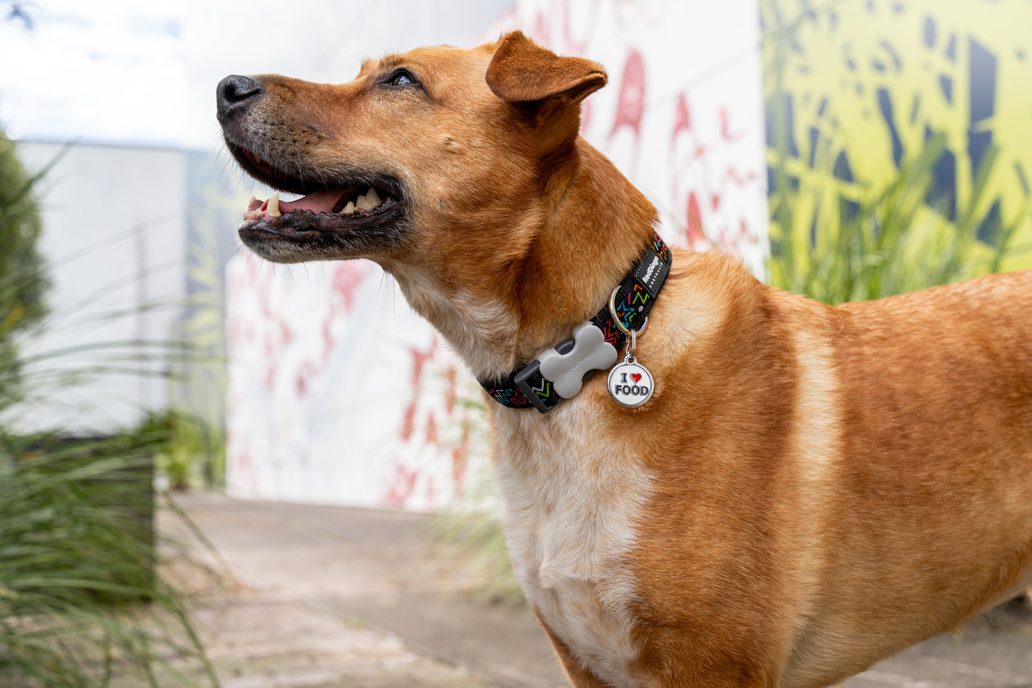 Red Dingo Squiggle Dog Collar — durable, adjustable, stylish.