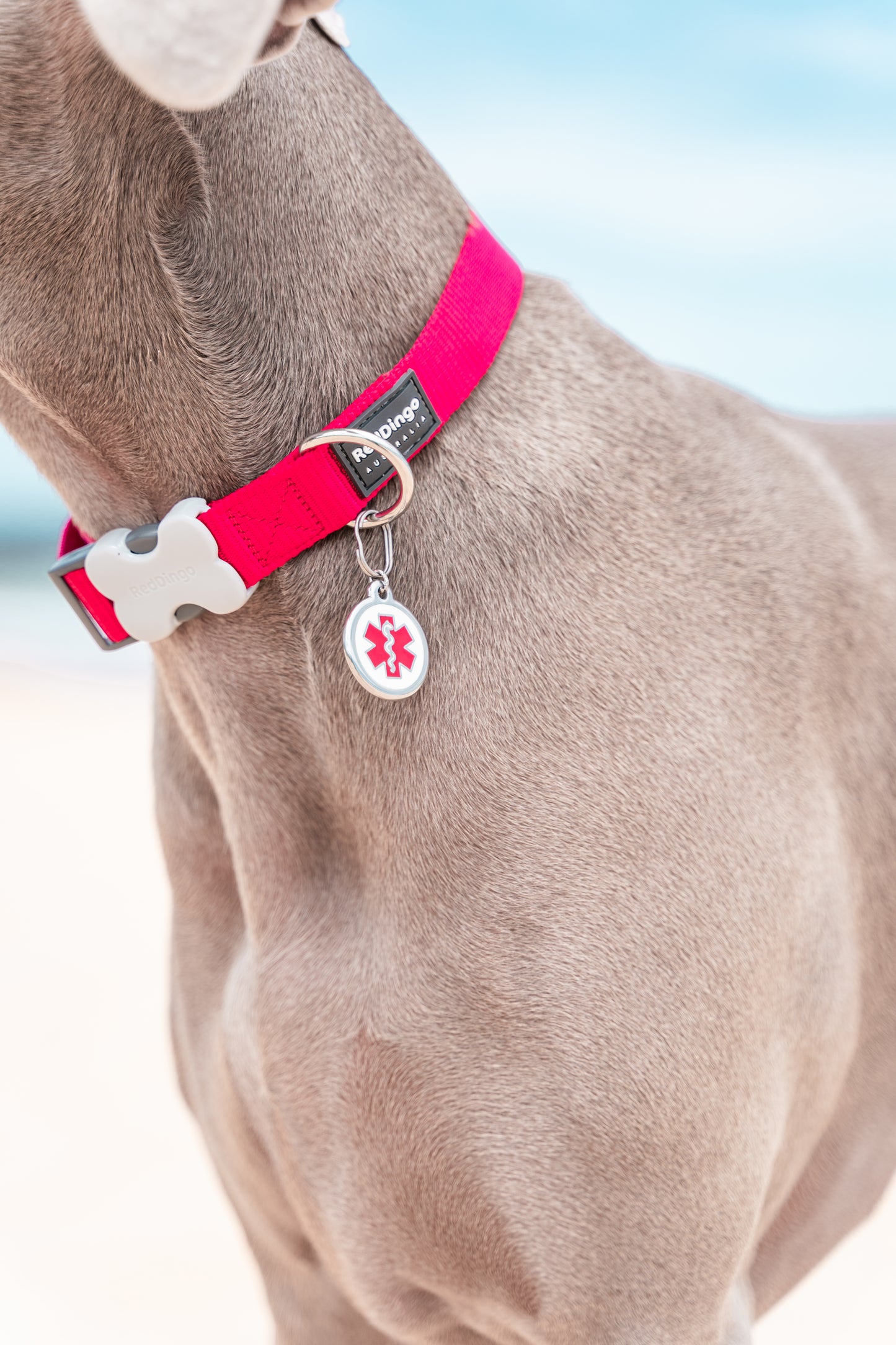 Red Dingo - Camouflage Green Tag & Engraving