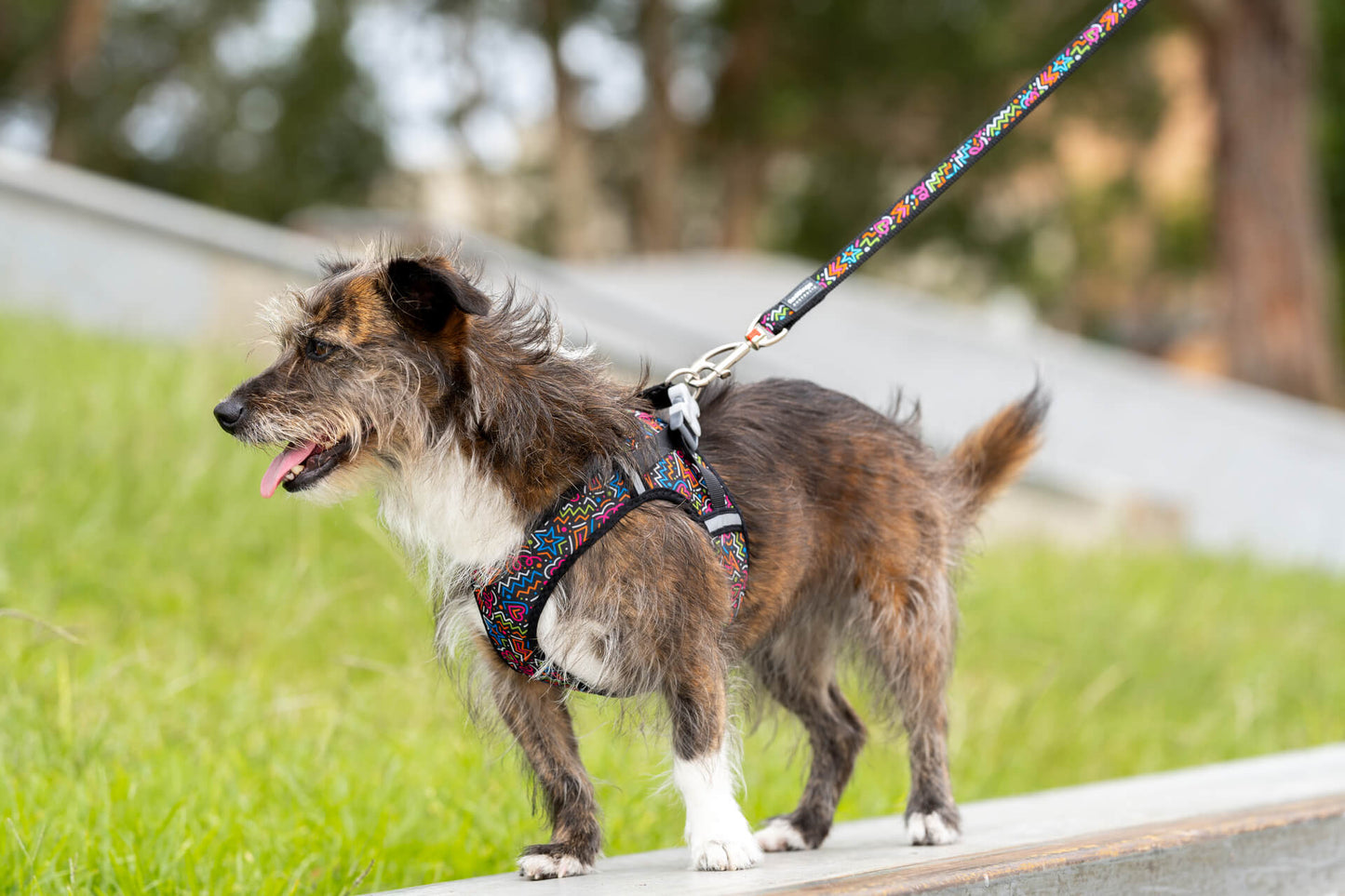 Red Dingo Squiggle Dog Lead
