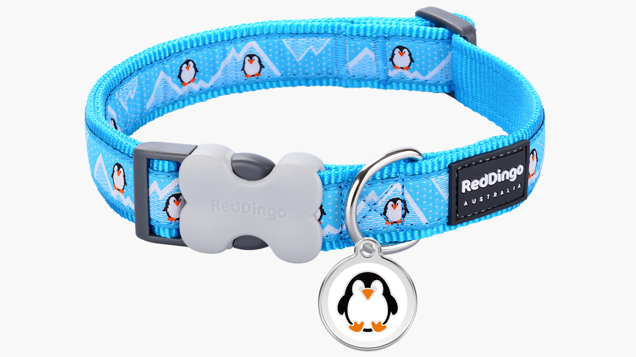 Red Dingo 'Penguin Turquoise' Collar