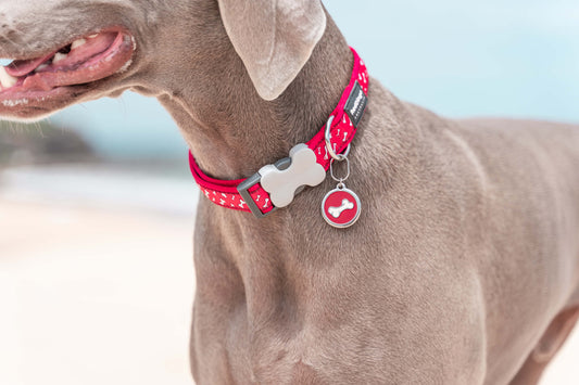 Dog wearing a Red Dingo engraved ID tag in South Africa.