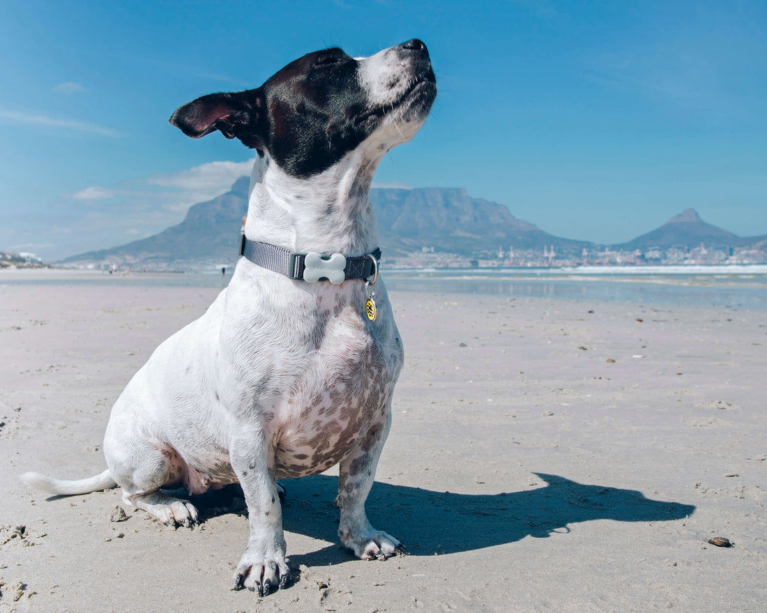 Dog wearing Red Dingo Classic Collar Blouberg South Africa