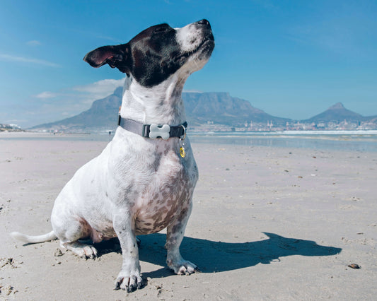 Dog wearing Red Dingo Classic Collar Blouberg South Africa