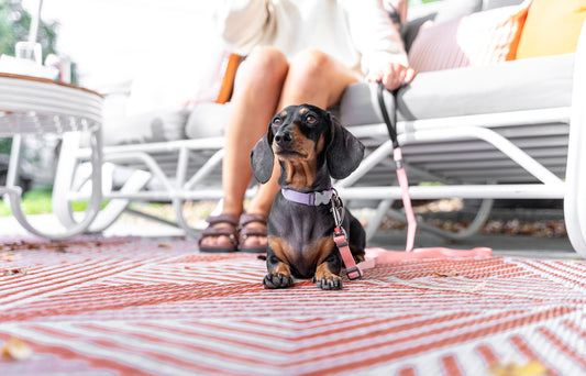 Why Investing in Premium Pet Accessories is the Best Decision for Your Pet's Health