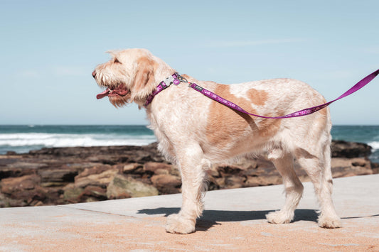 Red Dingo premium dog lead beach south africa