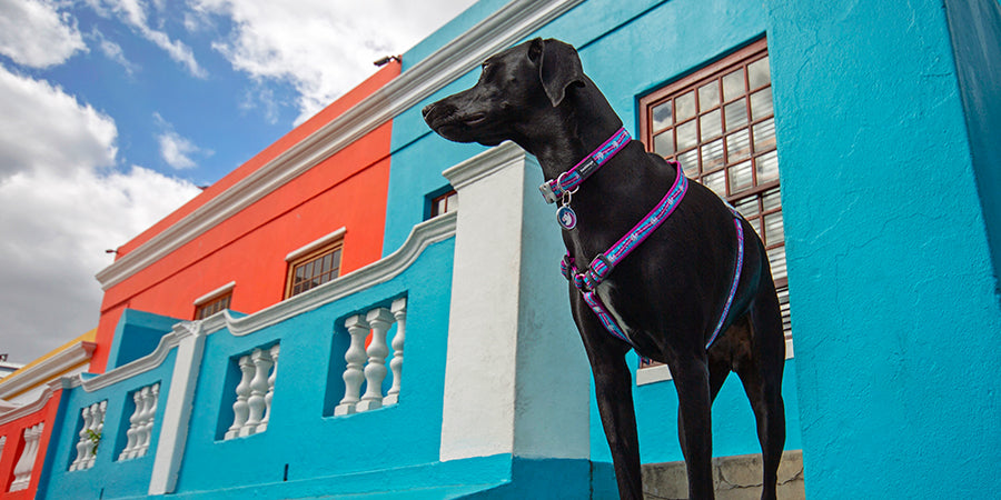 5 ways to keep your dog warm this winter