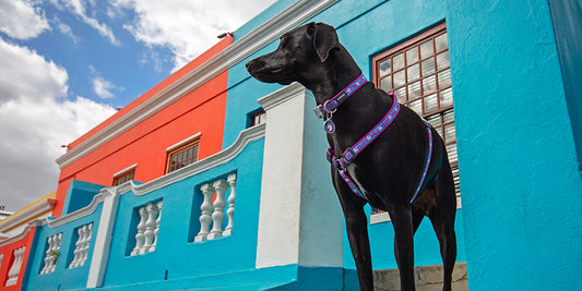 5 ways to keep your dog warm this winter