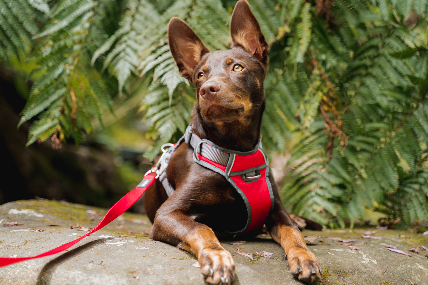 Comfortable Red Dingo dog harness in red