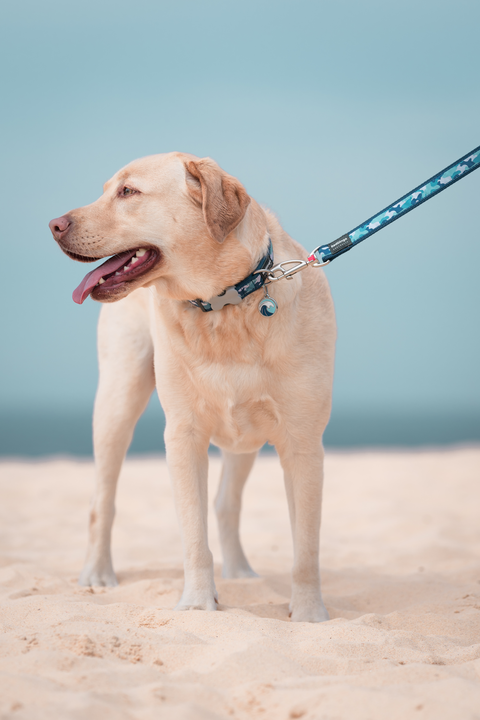 Durable Red Dingo dog leads in different colours and designs