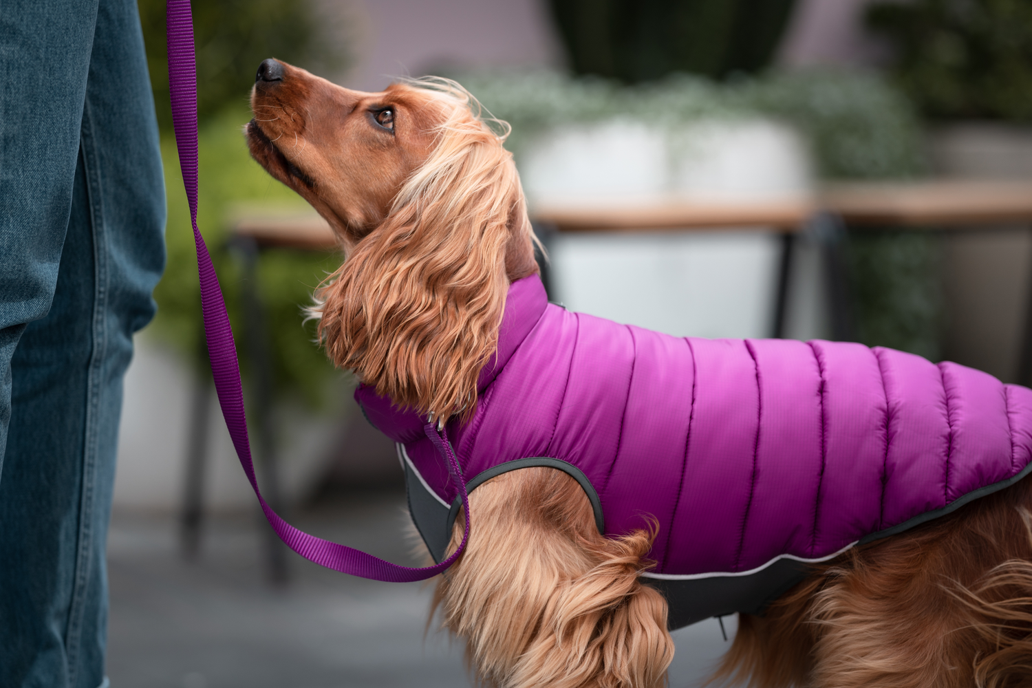 Warm Red Dingo dog puffer jacket for winter walks