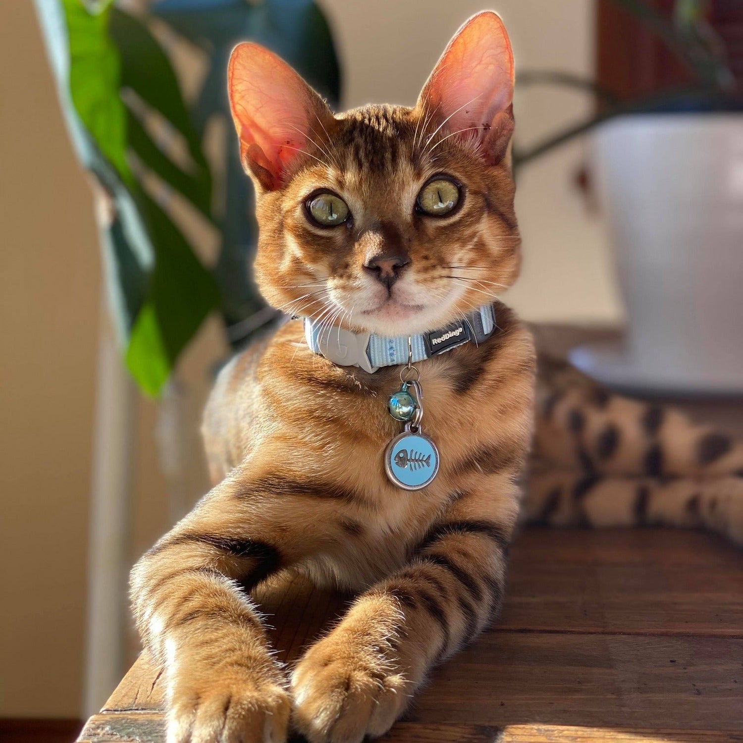 Red Dingo cat collar with quick-release safety buckle