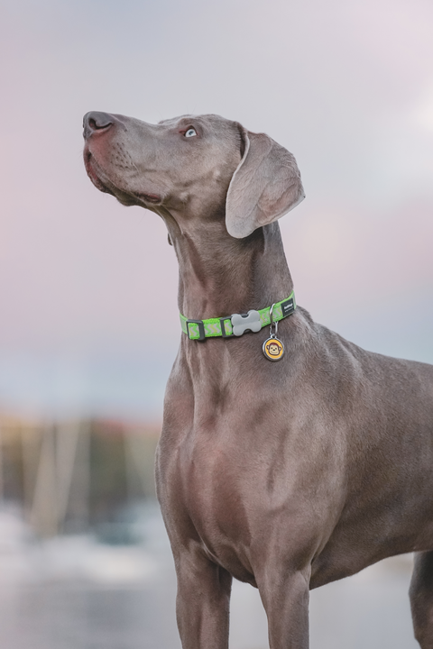 Red Dingo - Camouflage Green Tag & Engraving