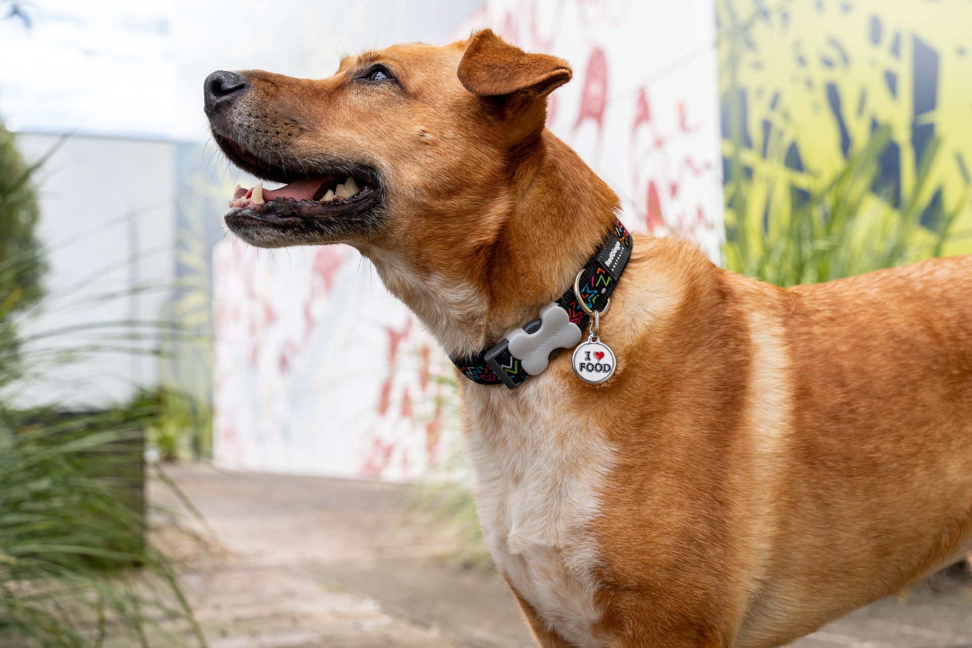Red Dingo Squiggle Dog Collar — durable, adjustable, stylish.