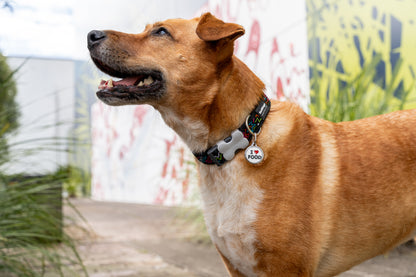 Red Dingo Squiggle Dog Collar — durable, adjustable, stylish.