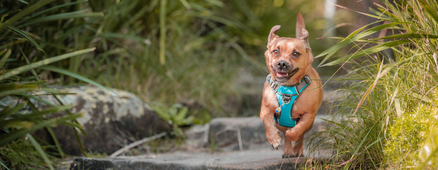 Red Dingo 'Grey' Padded Harness