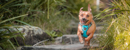 Red Dingo 'Grey' Padded Harness