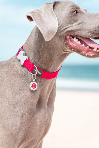 Red Dingo - Rainbow Tag & Engraving