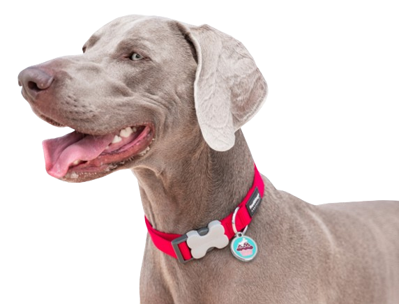 Red Dingo - Plain Circle Tag & Engraving