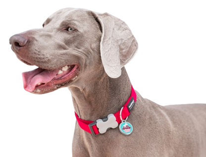 Red Dingo - Plain Circle Tag & Engraving