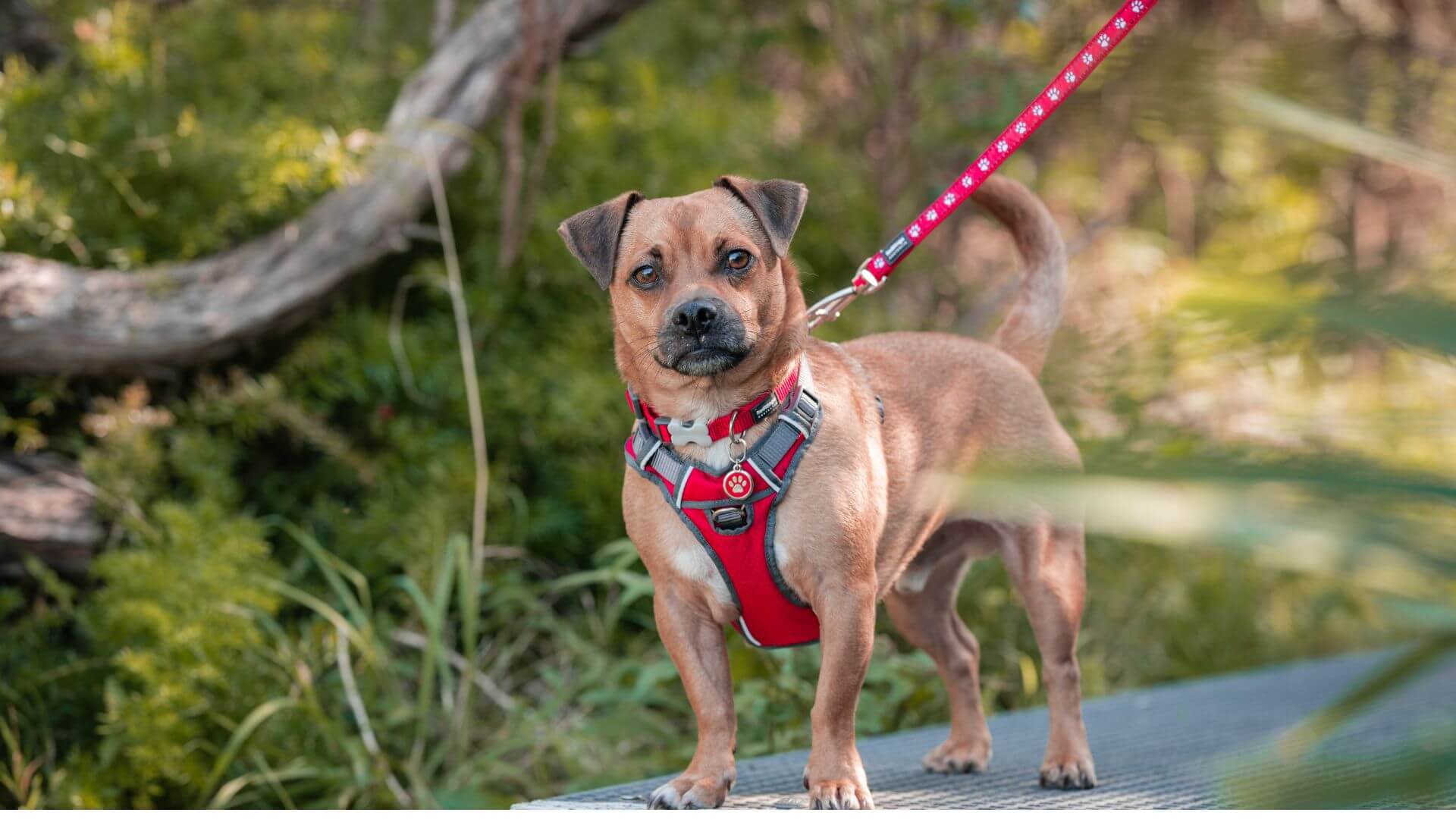 Red Dingo dog on a leash and harness