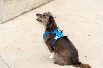 Red Dingo Sports Harness - Padded, Dual Clip, Built for the Trail