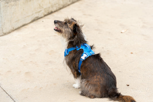 Red Dingo Sports Harness & Matching Lead (Electric Blue)