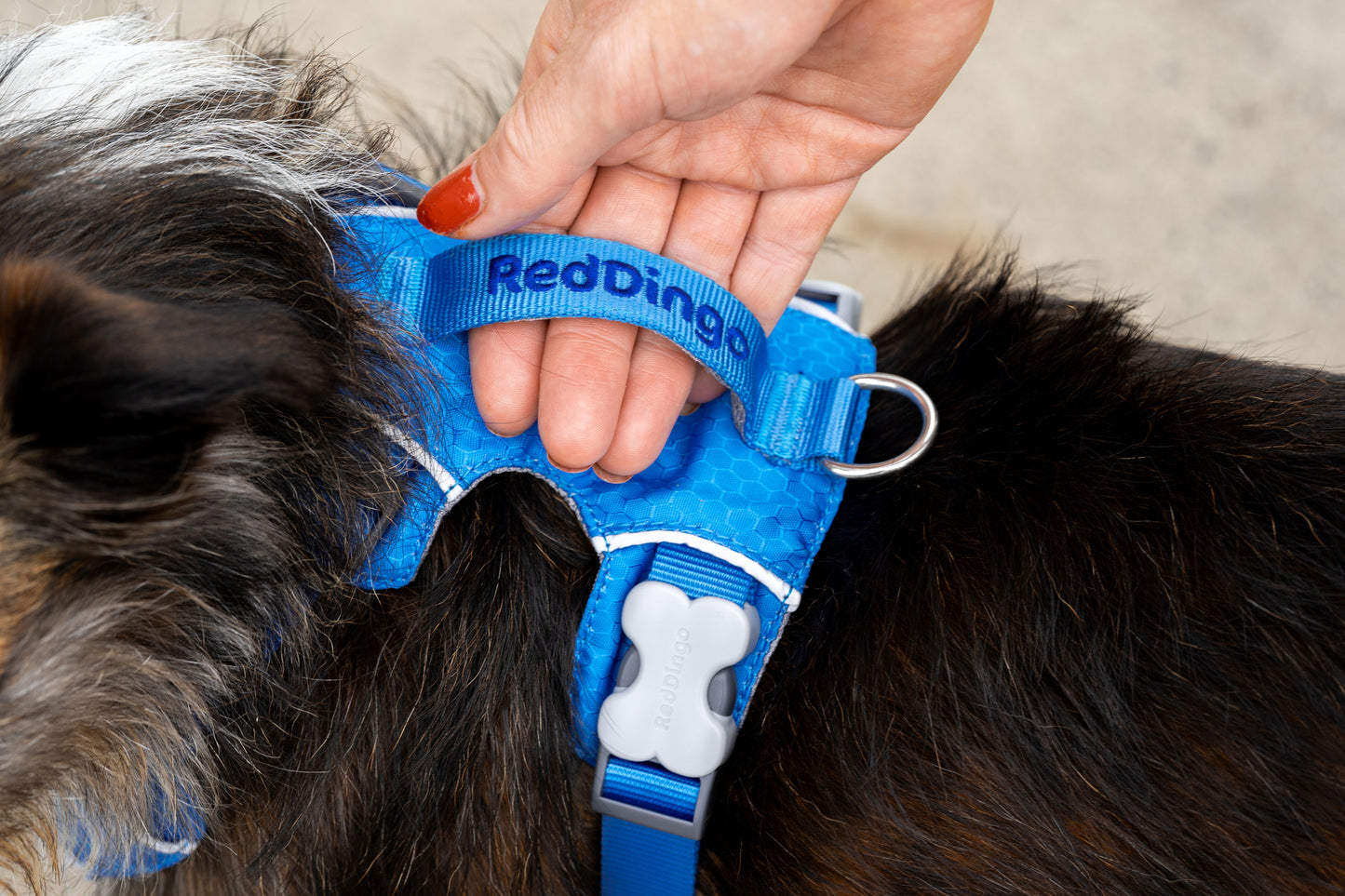 Red Dingo Sports Harness - Padded, Dual Clip, Built for the Trail