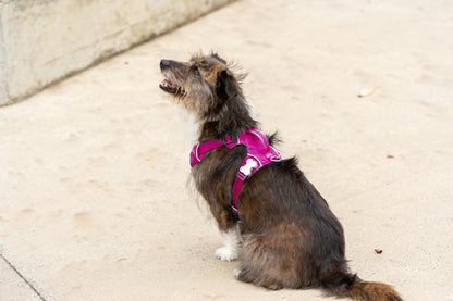 Red Dingo Sports Harness - Padded, Dual Clip, Built for the Trail
