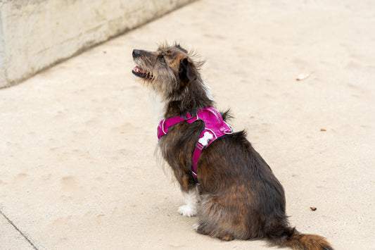 Red Dingo Sports Harness + Matching Lead (Fuchsia)