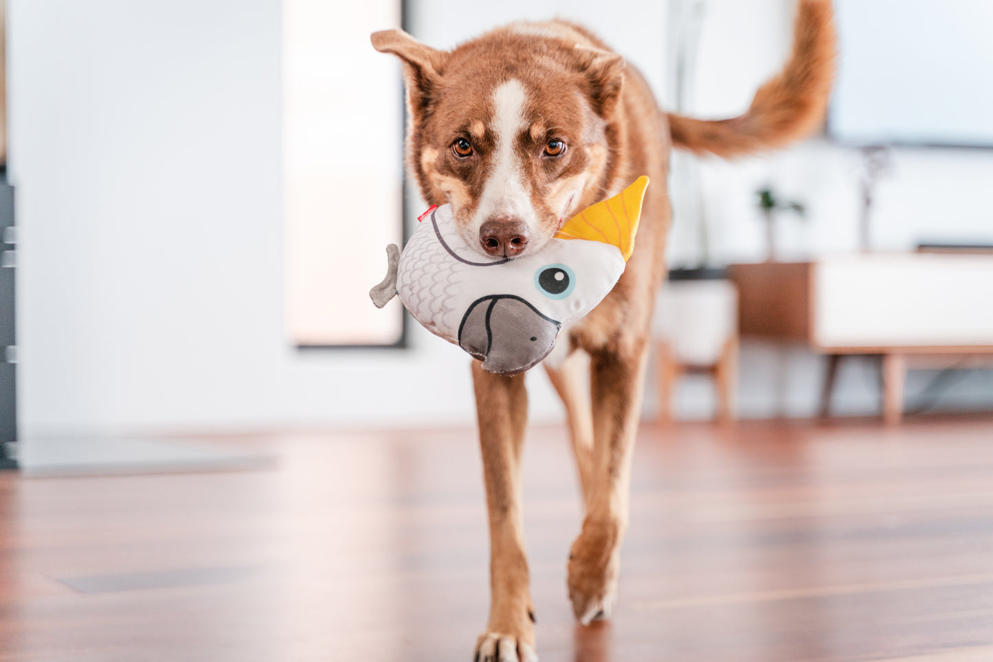 Red Dingo DURABLES - Cockatoo