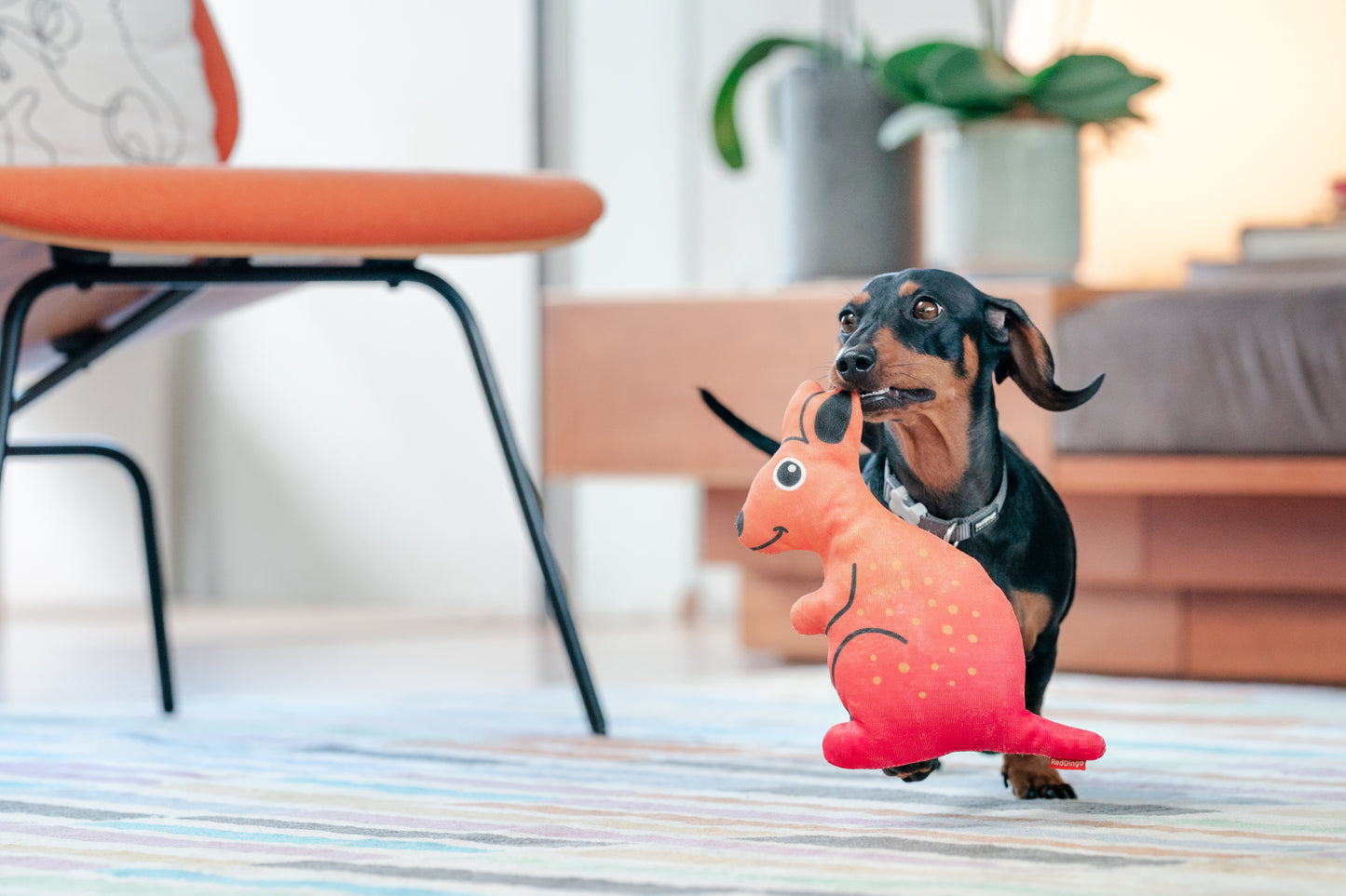 Red Dingo Durables - Kangaroo