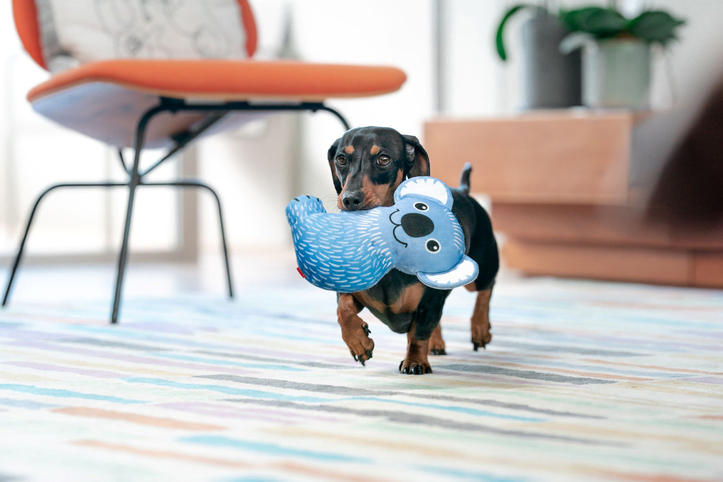 Red Dingo DURABLES - Koala