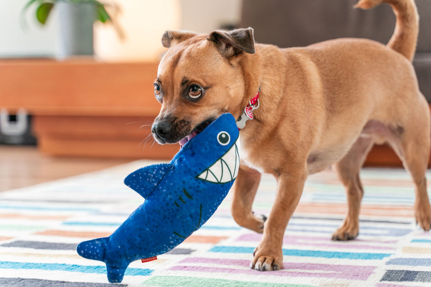 Red Dingo DURABLES - Shark