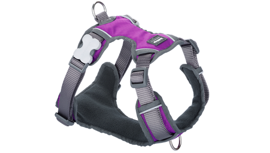 Red Dingo 'Purple' Padded Harness