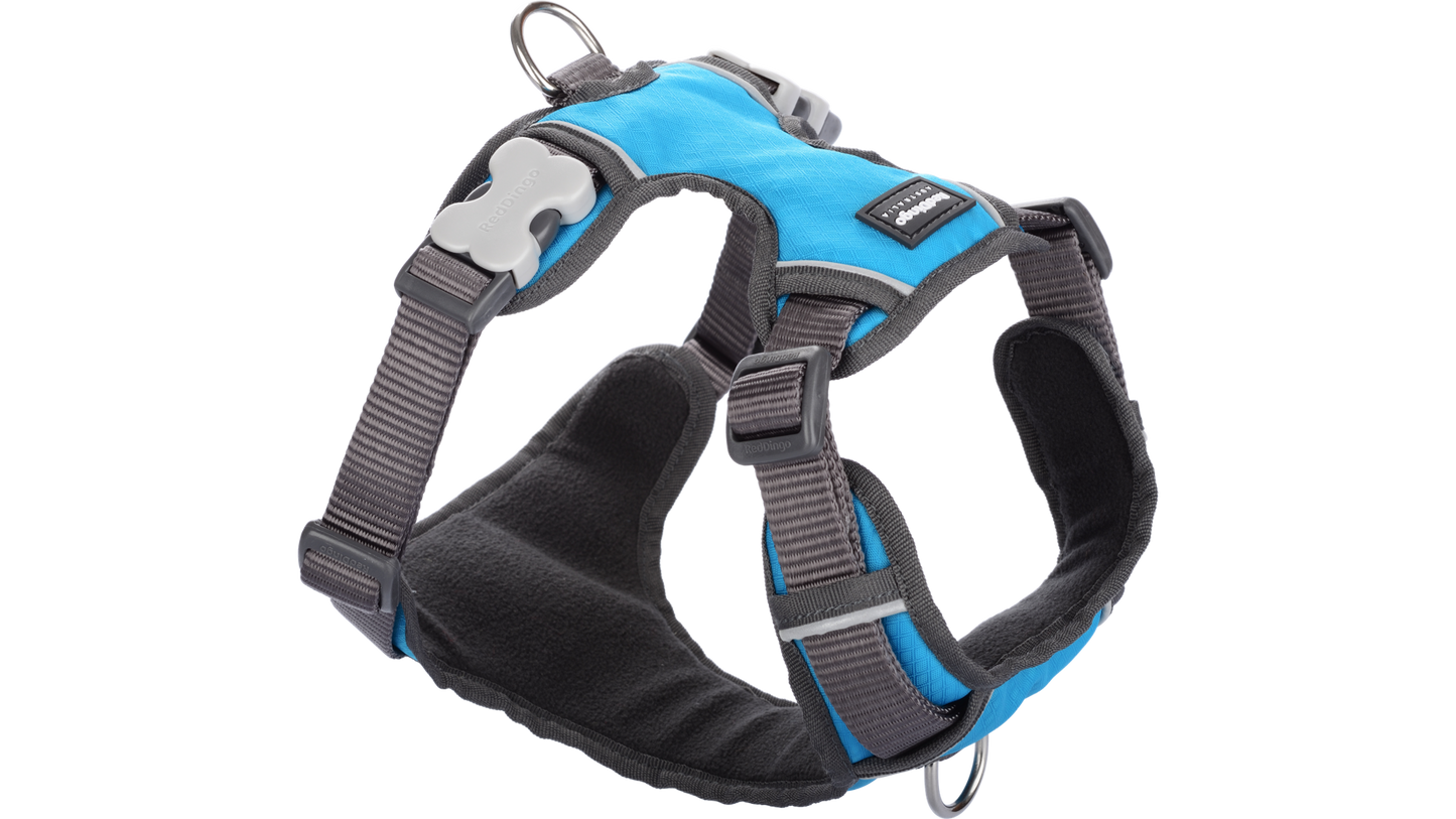 Red Dingo 'Turquoise' Padded Harness