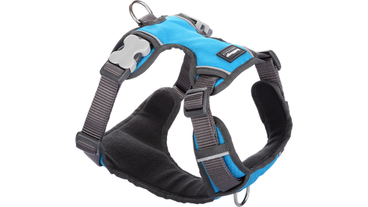 Red Dingo 'Turquoise' Padded Harness