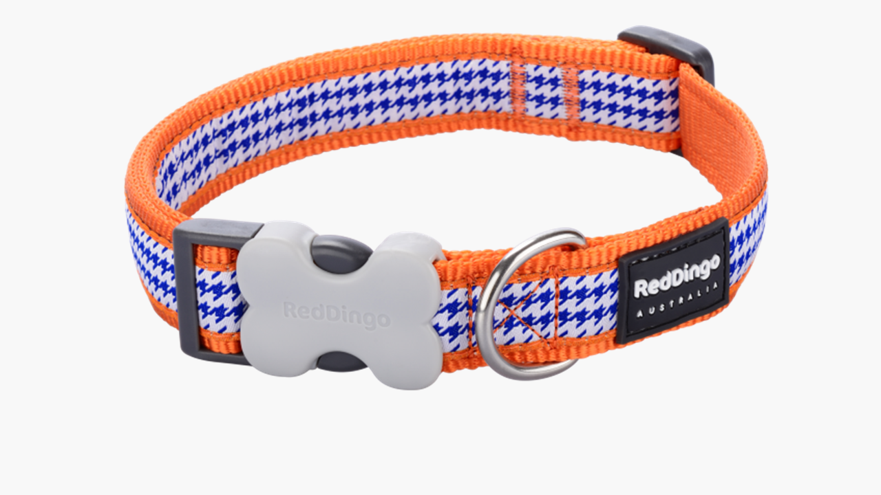 Red Dingo 'Fang it Orange' Collar