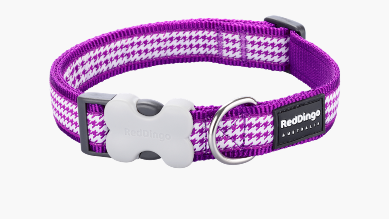 Red Dingo 'Fang it Purple' Collar