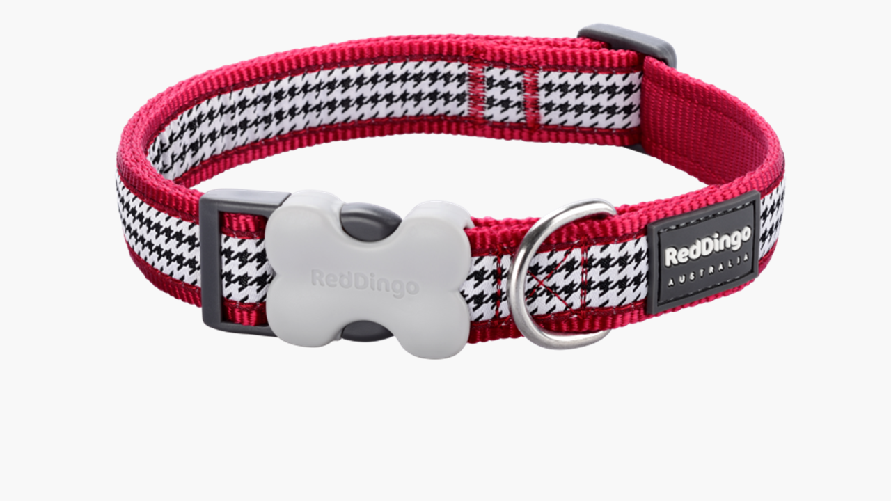 Red Dingo 'Fang it Red' Collar