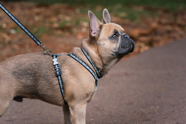 Red Dingo Puppy Pack - Classic Black