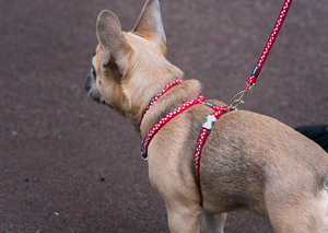 Red Dingo Puppy Pack - Classic Turquoise