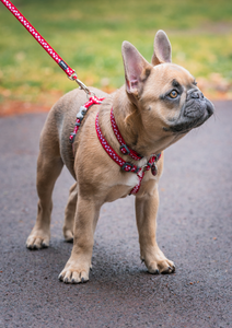 Red Dingo Puppy Pack - Design Gingham Turquoise