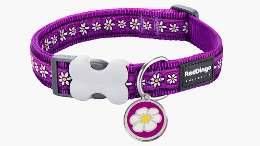 Red Dingo 'Daisy Chain Purple' Collar